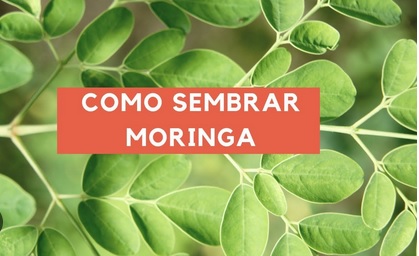 Curso fundamentos cultivo moringa